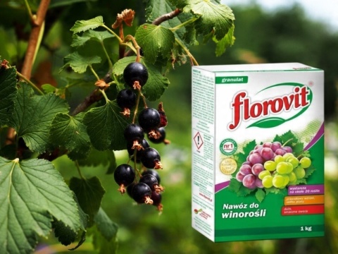 NAWÓZ FLOROVIT DO WINOROŚLI 1kg KARTON (12)