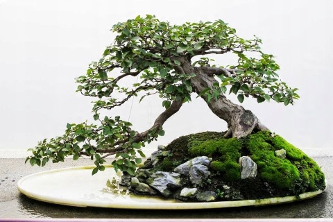 NAWÓZ FLOROVIT PŁ.DO BONSAI 0,25l (6) NAWÓZ FLOROVIT PŁ.DO BONSAI 0,25l (6)