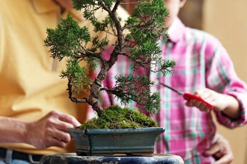 NAWÓZ FLOROVIT PŁ.DO BONSAI 0,25l (6) NAWÓZ FLOROVIT PŁ.DO BONSAI 0,25l (6)