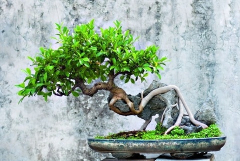 NAWÓZ FLOROVIT PŁ.DO BONSAI 0,25l (6) NAWÓZ FLOROVIT PŁ.DO BONSAI 0,25l (6)