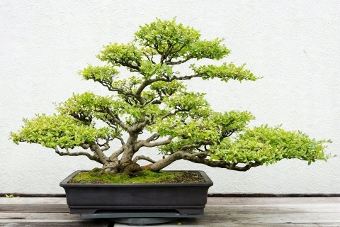 NAWÓZ FLOROVIT PŁ.DO BONSAI 0,25l (6) NAWÓZ FLOROVIT PŁ.DO BONSAI 0,25l (6)