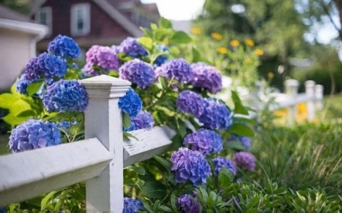 NAWÓZ FLOROVIT PŁ.DO HORTENSJI 1l (12)