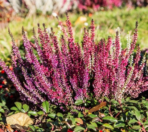 NAWÓZ FLOROVIT PŁ.DO KWAŚNOLUBNYCH 0,5L NAWÓZ FLOROVIT PŁ.DO KWAŚNOLUBNYCH 0,5L