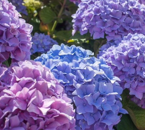 NAWÓZ FLOROVIT PŁ.DO KWAŚNOLUBNYCH 0,5L NAWÓZ FLOROVIT PŁ.DO KWAŚNOLUBNYCH 0,5L