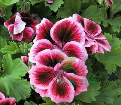 NAWÓZ FLOROVIT PŁ.DO PELARGONII 1l (12) NAWÓZ FLOROVIT PŁ.DO PELARGONII 1l (12)