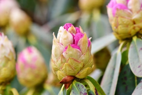 NAWÓZ FLOROVIT SUPER RODODENDRONY 300g AZALIE,HORTENSJE 6-MIESIĘCY (6)