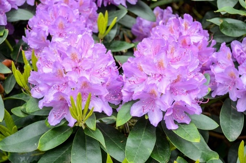 NAWÓZ FLOROVIT SUPER RODODENDRONY 300g AZALIE,HORTENSJE 6-MIESIĘCY (6)