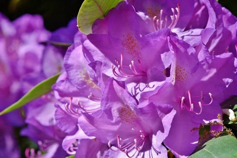 NAWÓZ FLOROVIT SUPER RODODENDRONY 300g AZALIE,HORTENSJE 6-MIESIĘCY (6)