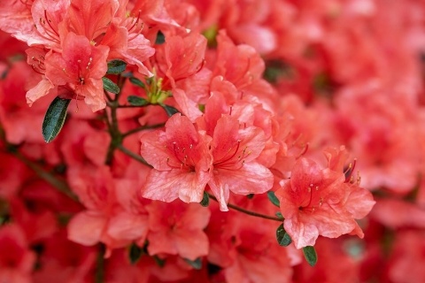 NAWÓZ FLOROVIT SUPER RODODENDRONY 300g AZALIE,HORTENSJE 6-MIESIĘCY (6)