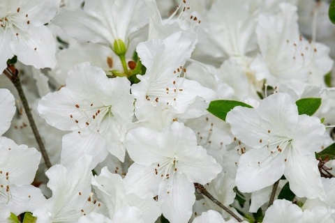 NAWÓZ FLOROVIT SUPER RODODENDRONY 300g AZALIE,HORTENSJE 6-MIESIĘCY (6)