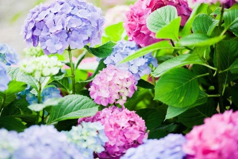 NAWÓZ FLOROVIT SUPER RODODENDRONY 300g AZALIE,HORTENSJE 6-MIESIĘCY (6)
