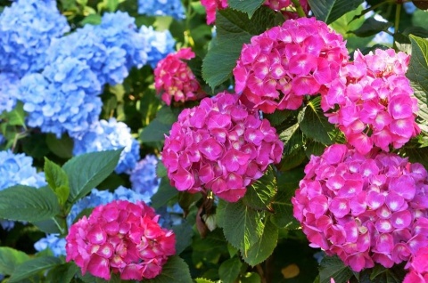 NAWÓZ FLOROVIT SUPER RODODENDRONY 300g AZALIE,HORTENSJE 6-MIESIĘCY (6)