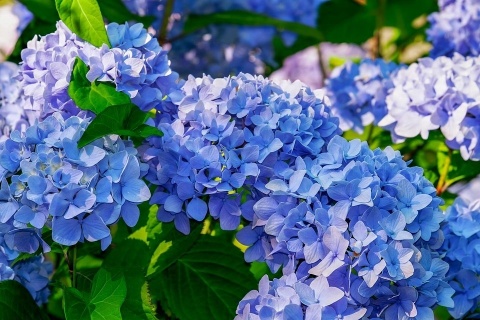NAWÓZ FLOROVIT SUPER RODODENDRONY 300g AZALIE,HORTENSJE 6-MIESIĘCY (6)