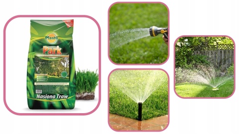 TRAWA PARK 5 kg trawa do miejsc zacienionych Planta TRAWA PARK 5 kg trawa do miejsc zacienionych Planta