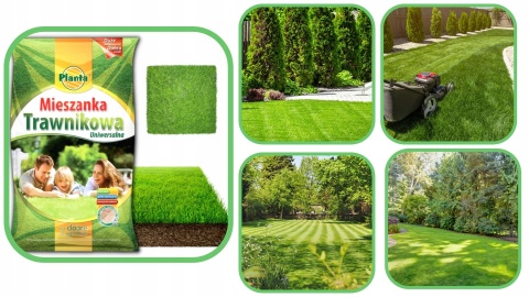 Trawa Mieszanka trawnikowa do terenów przydomowych Planta 2kg 80m2 Trawa Mieszanka trawnikowa do terenów przydomowych Planta 2kg 80m2