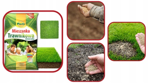 Trawa Mieszanka trawnikowa do terenów przydomowych Planta 2kg 80m2 Trawa Mieszanka trawnikowa do terenów przydomowych Planta 2kg 80m2