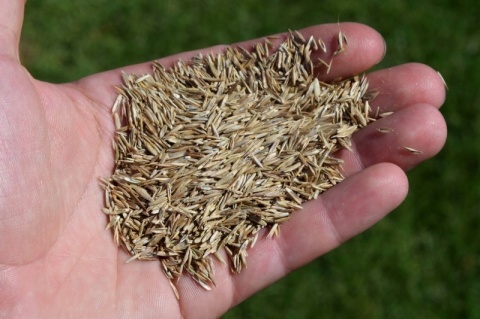 Trawnik Kwiatowy Trawa mieszanka traw Planta 108 m² 2,7 kg Trawnik Kwiatowy Trawa mieszanka traw Planta 108 m² 2,7 kg