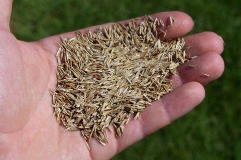 Trawnik Kwiatowy Trawa mieszanka traw Planta 108 m² 2,7 kg Trawnik Kwiatowy Trawa mieszanka traw Planta 108 m² 2,7 kg