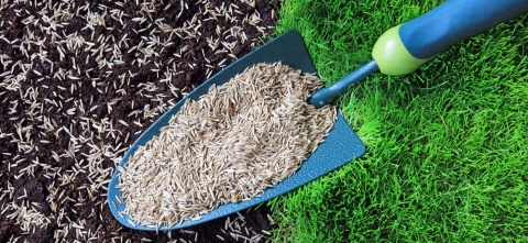 Trawnik Kwiatowy Trawa mieszanka traw Planta 108 m² 2,7 kg Trawnik Kwiatowy Trawa mieszanka traw Planta 108 m² 2,7 kg