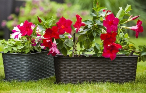 DON.BALK.RATTAN 40cm 7002 brąz