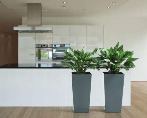 DONICZKA FINEZJA 19CM..