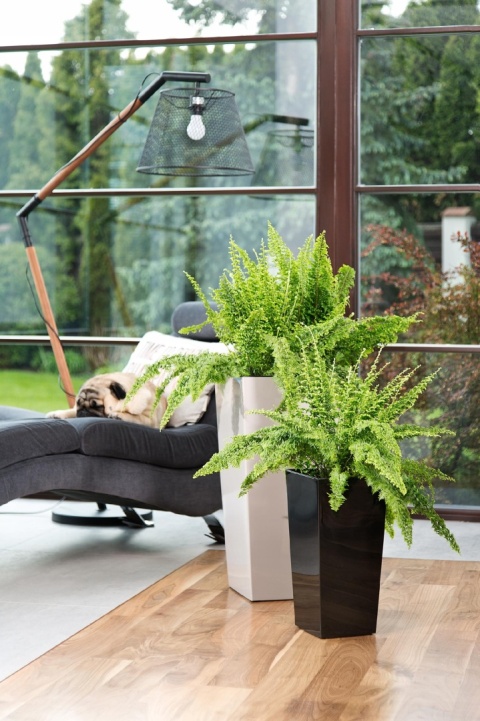 DONICZKA FINEZJA 25cm CZARNY