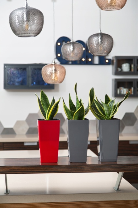 DONICZKA FINEZJA 25cm CZARNY