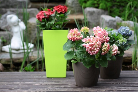 DONICZKA FINEZJA 25cm CZARNY