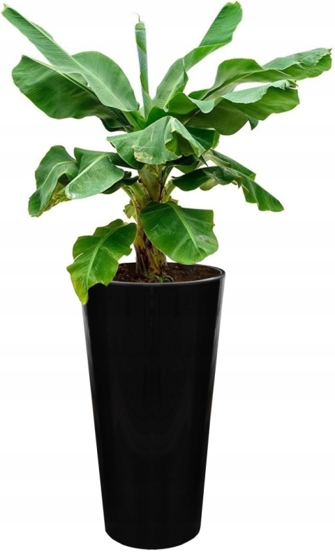 DONICZKA LILIA 30cm OKRĄGŁA L CZARNY