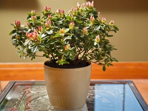 LA206 Osłonka-Doniczka MAGNOLIA 300mm /cappuccino