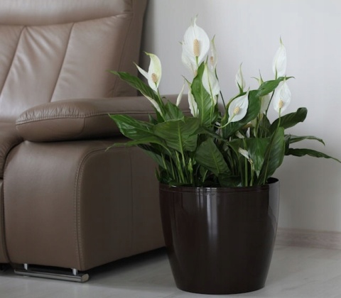 LA206 Osłonka-Doniczka MAGNOLIA 300mm /cappuccino