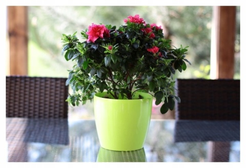 LA206 Osłonka-Doniczka MAGNOLIA 300mm /cappuccino