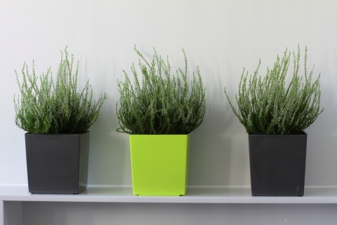 LA552 Doniczka juka 250x250/ biały