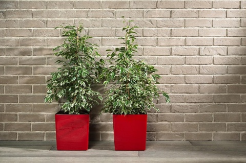 LA552 Doniczka juka 250x250/ biały