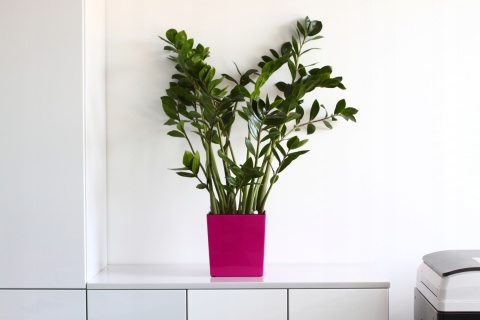 LA552 Doniczka juka 250x250/ biały