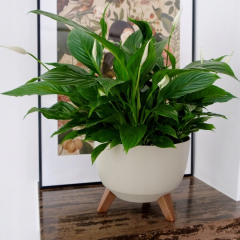 Misa ROMA 400 - biały LA881-05