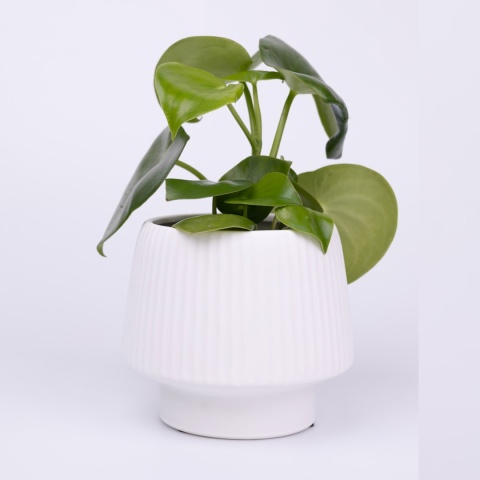 Osłonka ceramiczna BIAŁY GRZYBEK