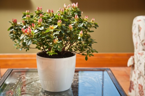 Osłonka-doniczka MAGNOLIA 210mm szary 27