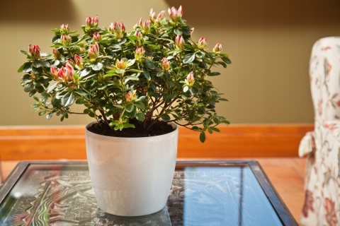 Osłonka-doniczka MAGNOLIA 250mm szary 27