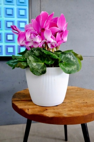 Osłonka-doniczka MAGNOLIA jumper fi 220 - morski