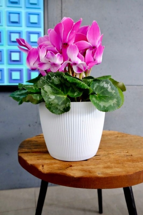 Osłonka-doniczka MAGNOLIA jumper fi 220 - morski