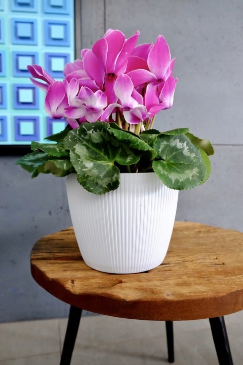 Osłonka-doniczka MAGNOLIA jumper fi 260 - morski LA755-75