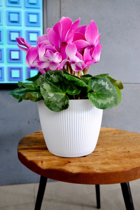 Osłonka-doniczka MAGNOLIA jumper fi 300 - musztardowy