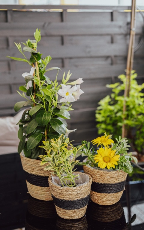 Zestaw osłonek z trawy morskiej BLACK 3 szt.