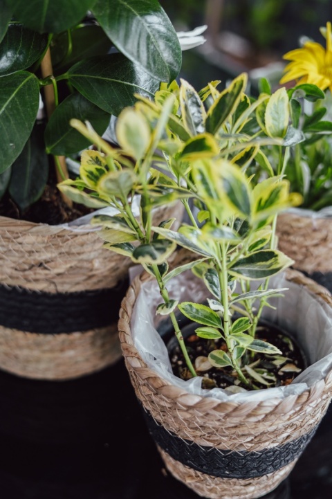 Zestaw osłonek z trawy morskiej BLACK 3 szt.