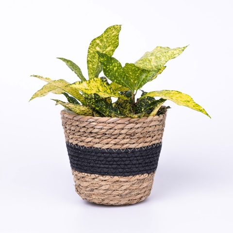 Zestaw osłonek z trawy morskiej BLACK 3 szt.