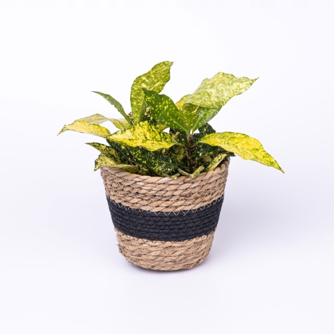 Zestaw osłonek z trawy morskiej BLACK 3 szt.