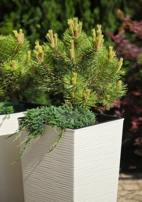 DONICZKA FINEZJA DŁUTO 25cm KREM