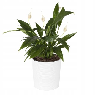 Donica MALWA 190 dłuto - biały