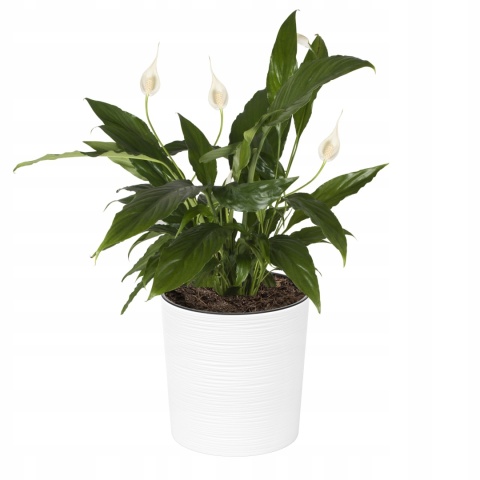 Donica MALWA 190 dłuto - biały